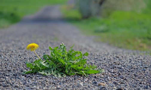 dandelion-7885026_1280